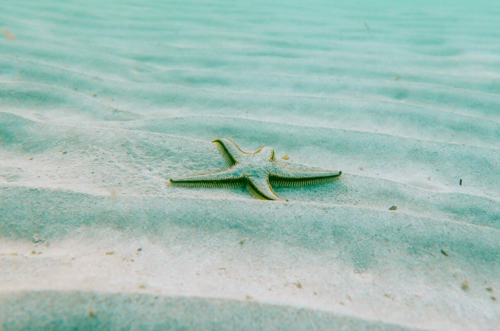 starfish at the bottom of the sea